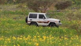 صحاري السعودية تتحول إلى واحات خضراء بفعل الأمطار