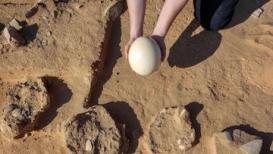 اكتشاف 8 بيضات نعام يصل عمرها إلى 7500 عام، في صحراء النقب