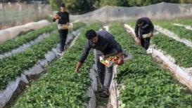 جمع ثمار الفراولة من حقول بيت لاهيا شمال قطاع غزة