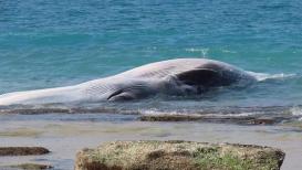 مياه البحر تلفظ جثة حوت نافق إلى شاطئ بحر أسدود.