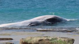 مياه البحر تلفظ جثة حوت نافق إلى شاطئ بحر اسدود