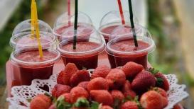 صور من مزارع الفراولة "الذهب الأحمر" شمال قطاع غزة