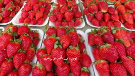 الذهب الأحمر "الفراولة" من شوارع مدينة غزة