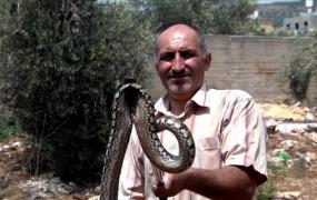 انتشار الأفاعي في فلسطين خلال موجات الحر