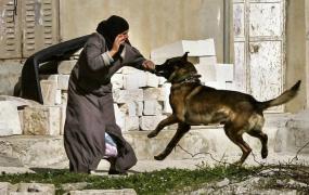 صورة تعبيرية- اعتداء الاحتلال.jpg