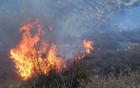 حرائق شمال فلسطين.jpg